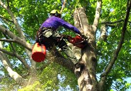 tree cutting Trinidad