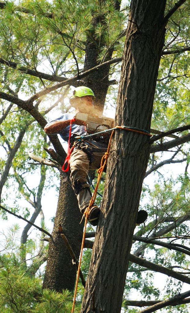 Tree Cutting Service Trinidad